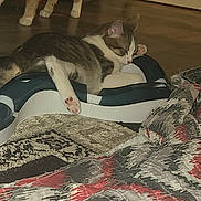 Moana a rejoint le concours — aidez-le/la à gagner de superbes lots ! animal, background, cat, comfort, cozy, door, feline, floor, home, household, indoor, patterned, paws, pet, quilt, relaxed, resting, sleeping, toy, wooden_floor