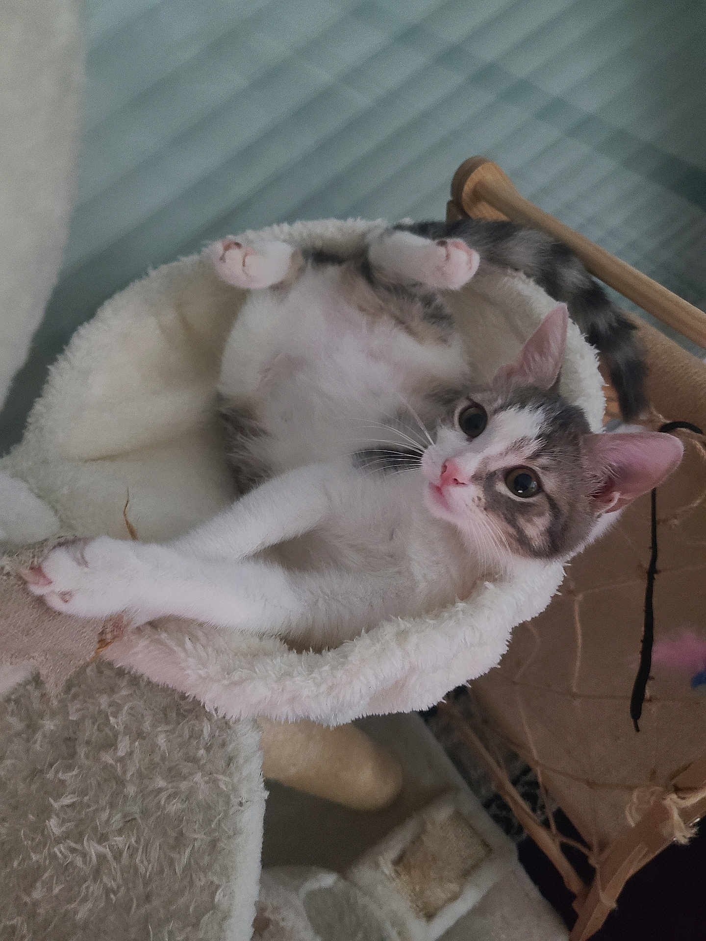 Moana a rejoint le concours — aidez-le/la à gagner de superbes lots ! cat, kitten, pet, animal, fluffy, cozy, hammock, paws, pink_nose, whiskers, ears, curious, playful, indoor, cat_tower, soft, resting, fur, cute, relaxed