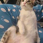 Moana a rejoint le concours — aidez-le/la à gagner de superbes lots ! animal, blue, cat, comfort, curious, cute, ears, fur, gray, hand, indoor, kitten, lap, pet, pink_nose, polka_dot, relaxed, soft, whiskers, white