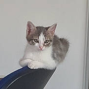 Moana participe au concours pour gagner de l'argent avec cette photo : cat, kitten, feline, pet, animal, white, gray, chair, perched, indoor, curious, small, cute, fur, ears, paws, domestic, resting, looking, young