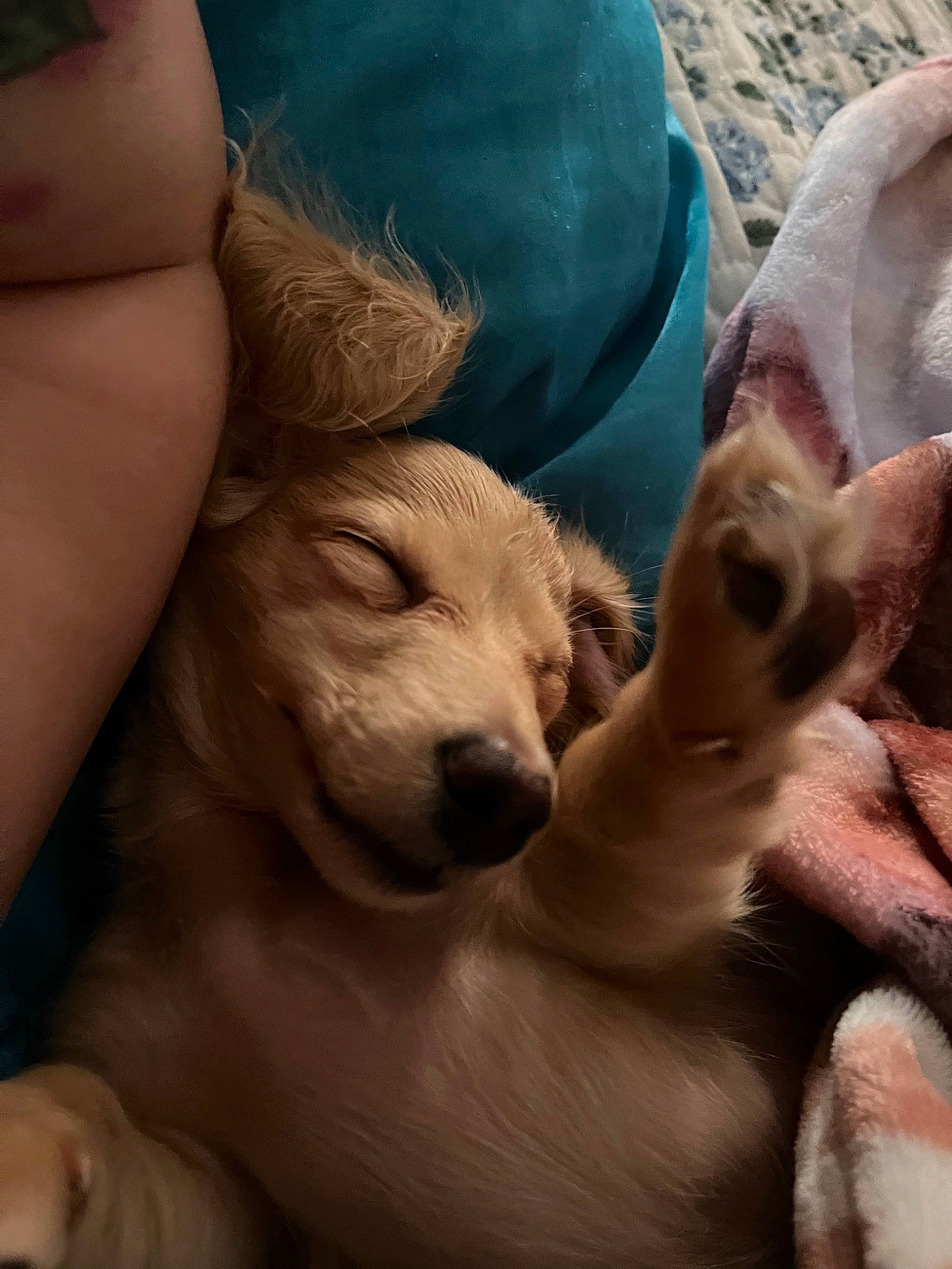 Faith is registered to the contest to win money with this photo: art, canidae, carnivore, comfort, companion_dog, dog, dog_breed, ear, fawn, felidae, fur, gesture, mammal, nap, paw, puppy_love, snout, sporting_group, toy_dog, whiskers