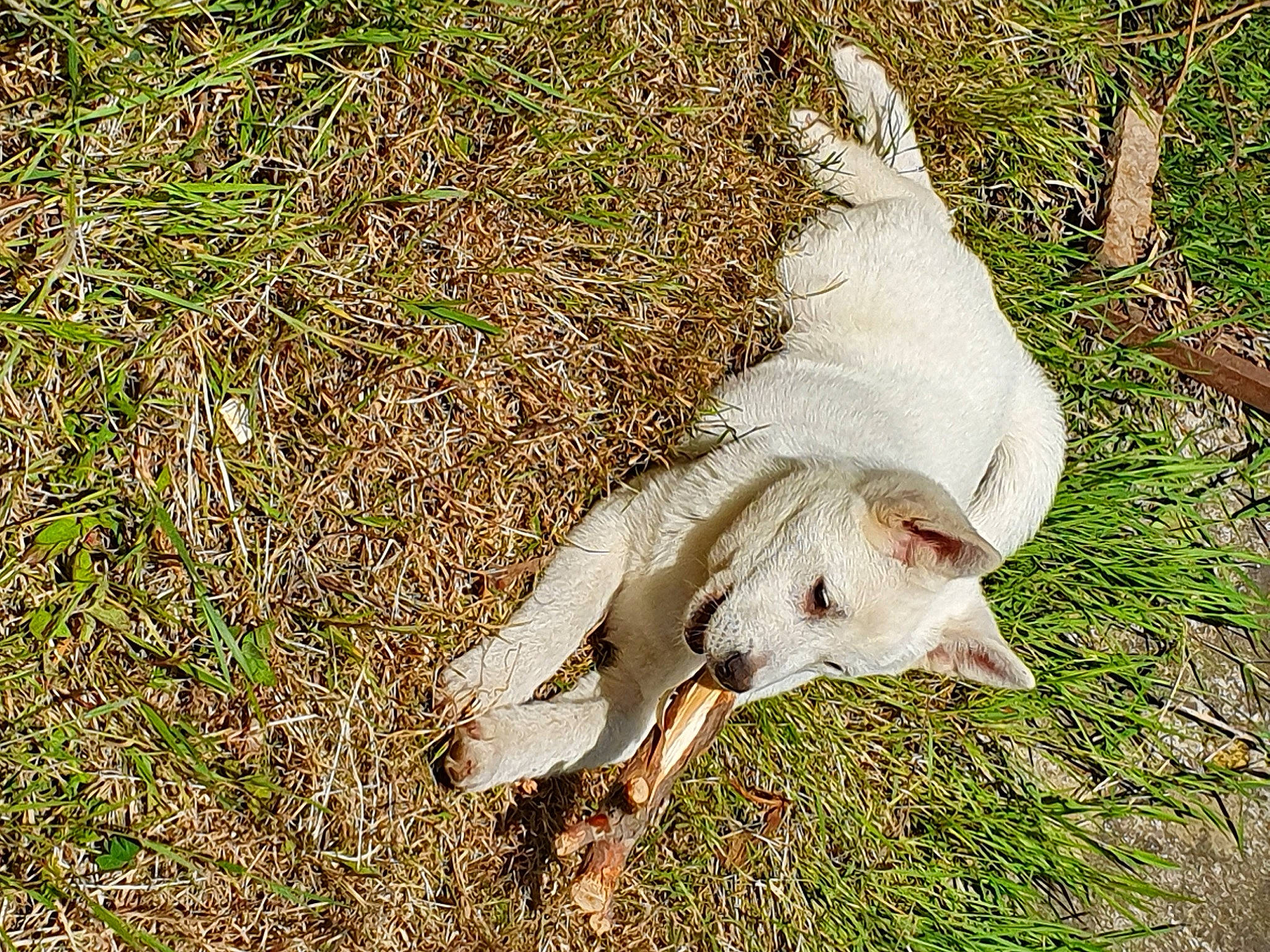 Akina a rejoint le concours — aidez-le/la à gagner de superbes lots ! canidae, dog_breed, goats, grass, hunting_dog, pasture, pointer, sporting_group, tail