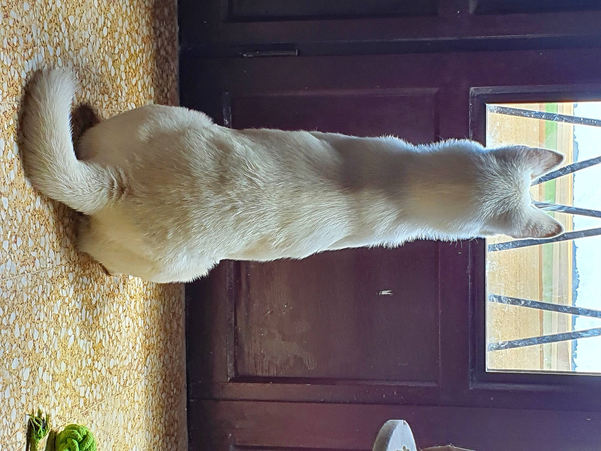 Akina participe au concours pour gagner de l'argent avec cette photo : cat, fawn, felidae, fur, small_to_medium_sized_cats, tail