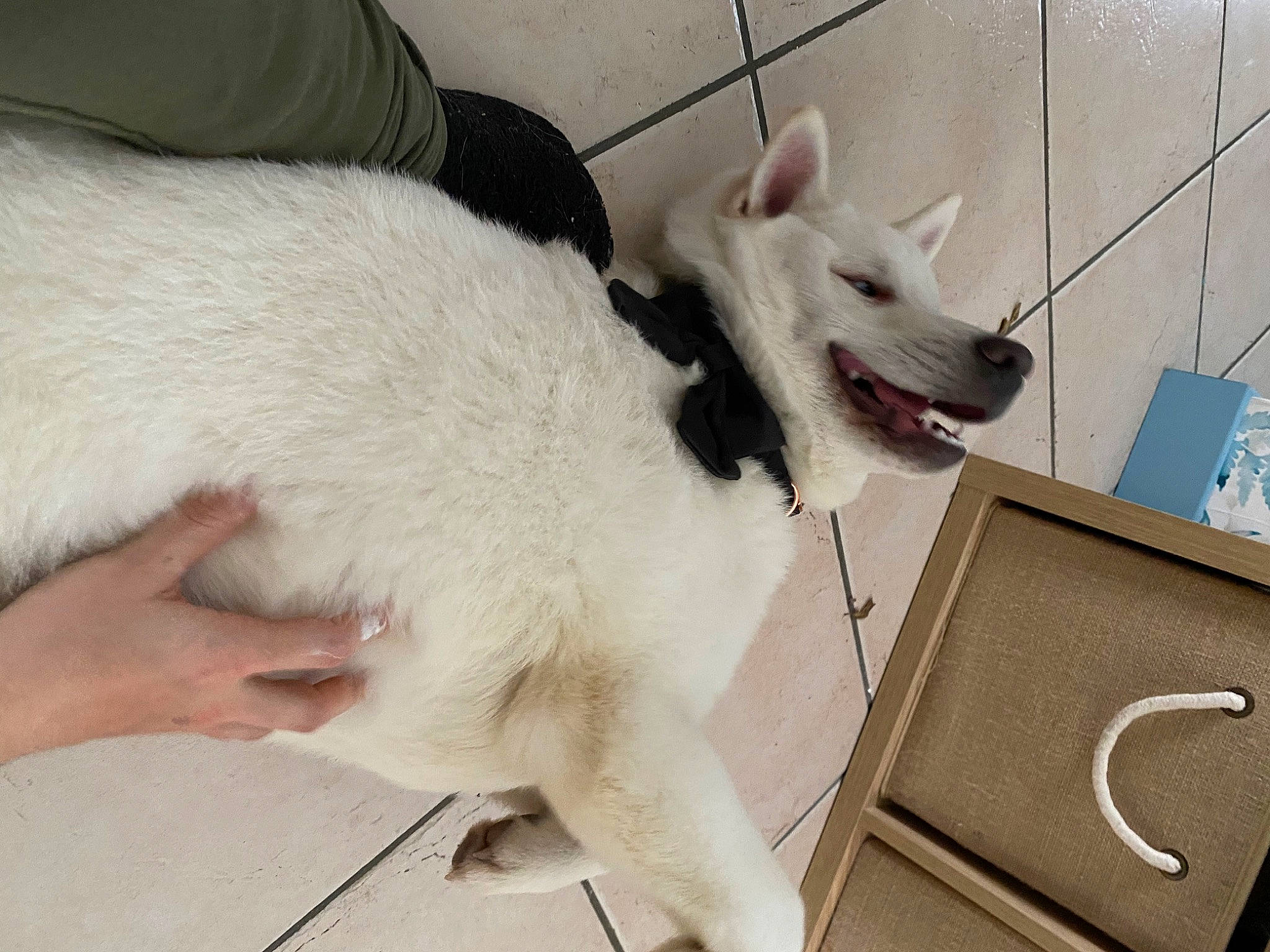 Sayuki a rejoint le concours — aidez-le/la à gagner de superbes lots ! canidae, carnivore, collar, comfort, companion_dog, dog, dog_breed, dog_collar, fang, felidae, fur, giant_dog_breed, hood, paw, pet_supply, samoyed, sporting_group, tail, whiskers, working_animal