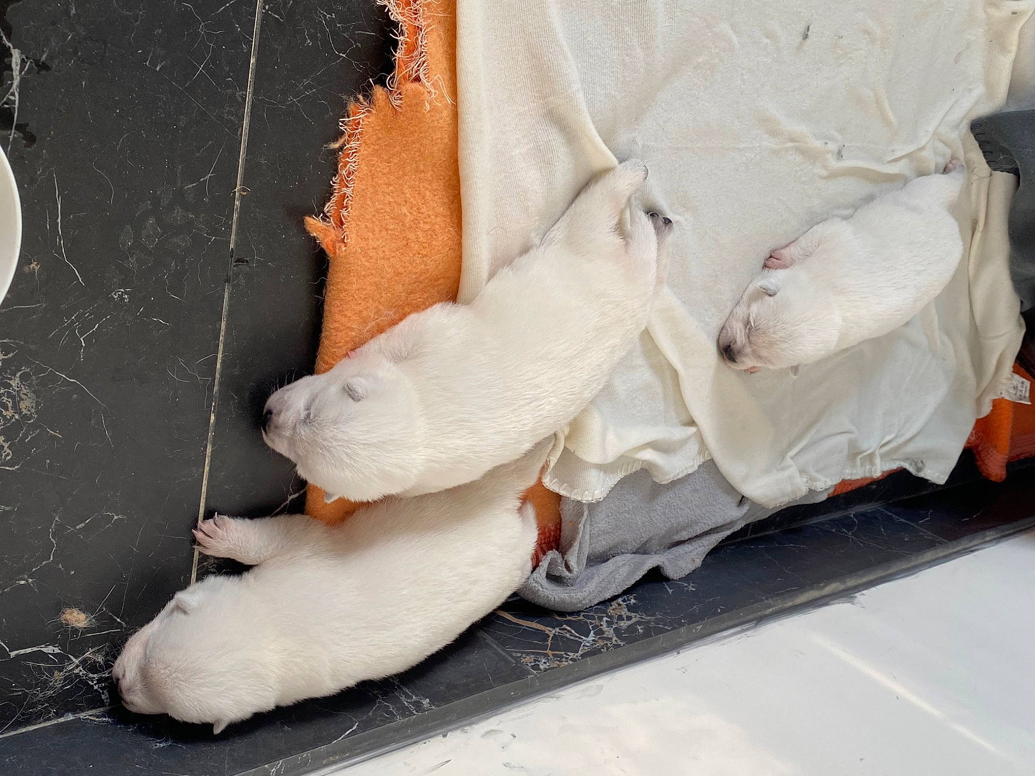 Sayuki participe au concours pour gagner de l'argent avec cette photo : carmine, comfort, denim, dress, embellishment, fashion_accessory, foot, fur, grey, human_leg, knee, linens, pattern, peach, street_fashion, thigh, waist, window, wood, wrist