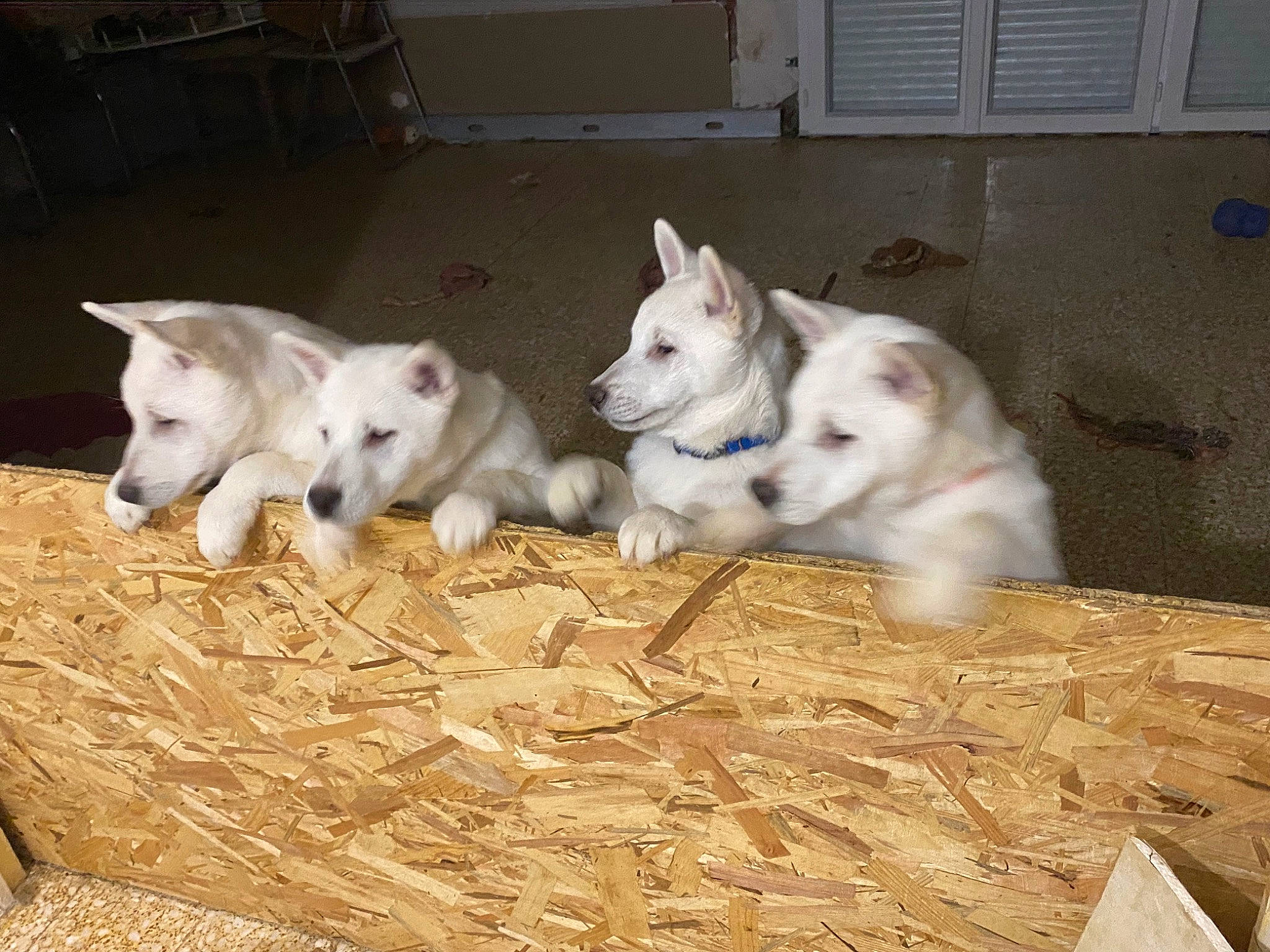 Sayuki participe au concours pour gagner de l'argent avec cette photo : canidae, carnivore, comfort, companion_dog, dog, dog_breed, door, fawn, flooring, fur, non_sporting_group, paw, siberian_husky, snout, sporting_group, tail, terrestrial_animal, wood, working_animal, working_dog