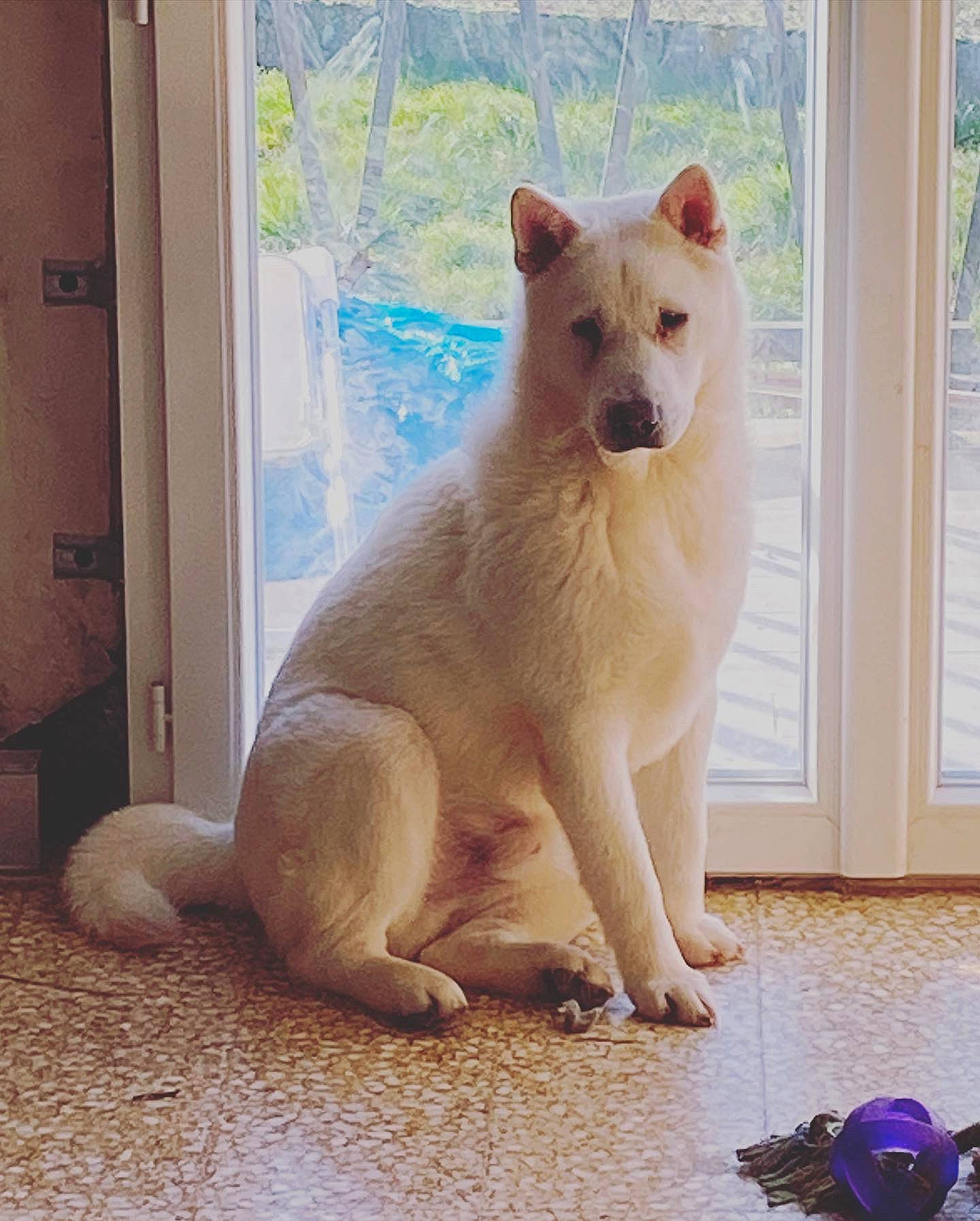 Sayuki participe au concours pour gagner de l'argent avec cette photo : canidae, carnivore, companion_dog, dog, dog_breed, door, fawn, felidae, flooring, fur, paw, photo_caption, small_to_medium_sized_cats, sporting_group, tail, terrestrial_animal, whiskers, wildlife, window, wood