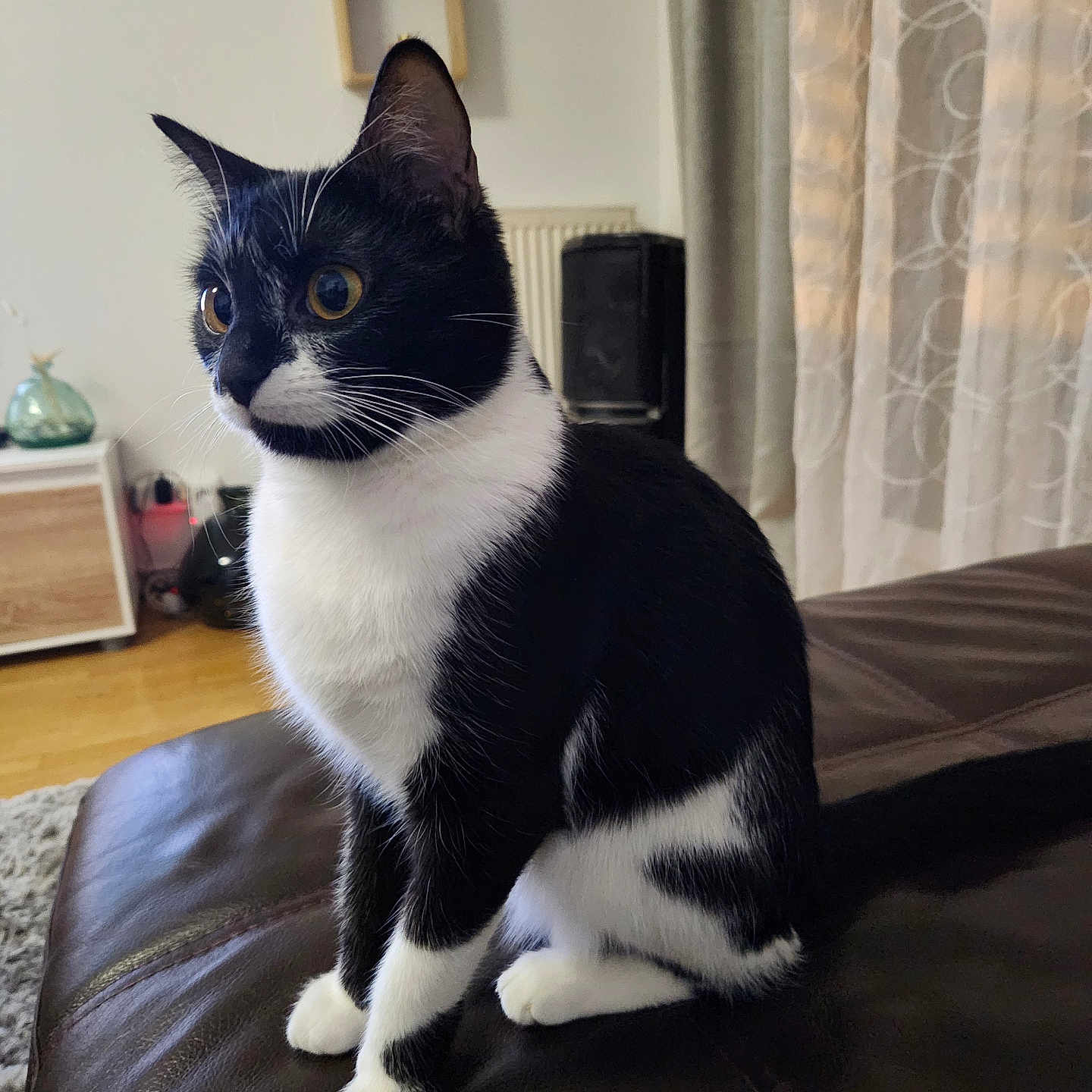 Nala a rejoint le concours — aidez-le/la à gagner de superbes lots ! abyssinian, animal, architecture, bed, building, cat, chair, couch, electronics, furniture, hardwood, indoors, kitten, livingroom, manx, pet, plywood, room, speaker, wood