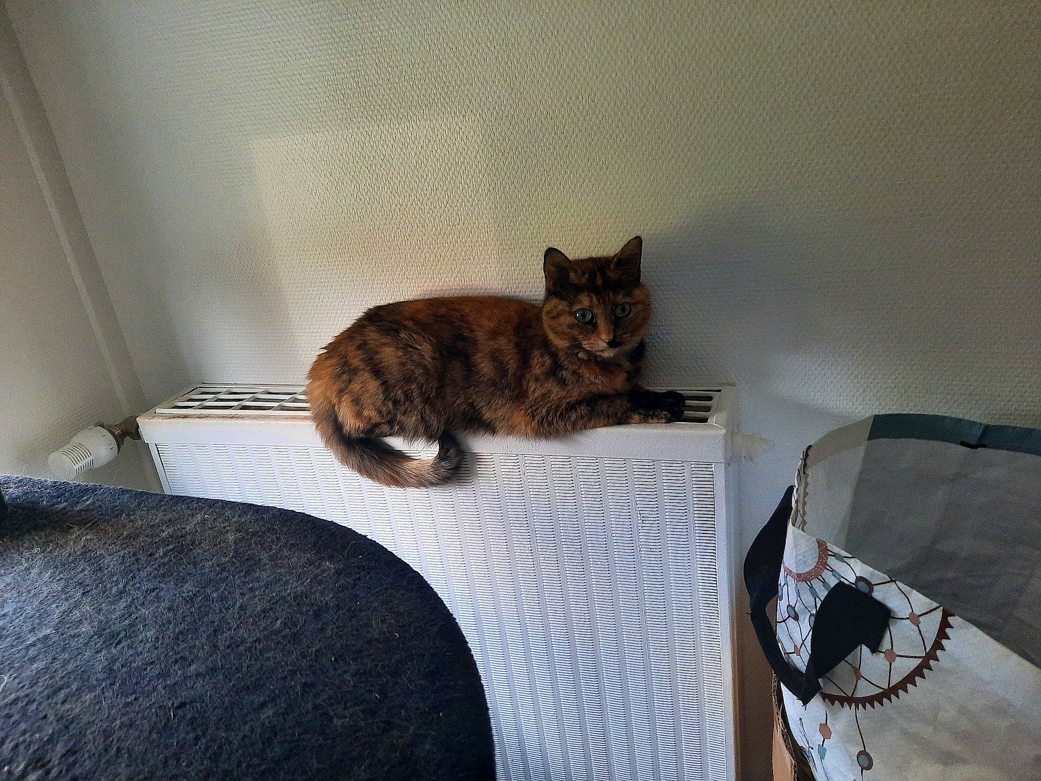 Marbrée participe au concours pour gagner de l'argent avec cette photo : carnivore, cat, cat_supply, comfort, domestic_short_haired_cat, felidae, floor, flooring, fur, grey, hardwood, linens, pet_supply, room, small_to_medium_sized_cats, tail, terrestrial_animal, whiskers, window, wood