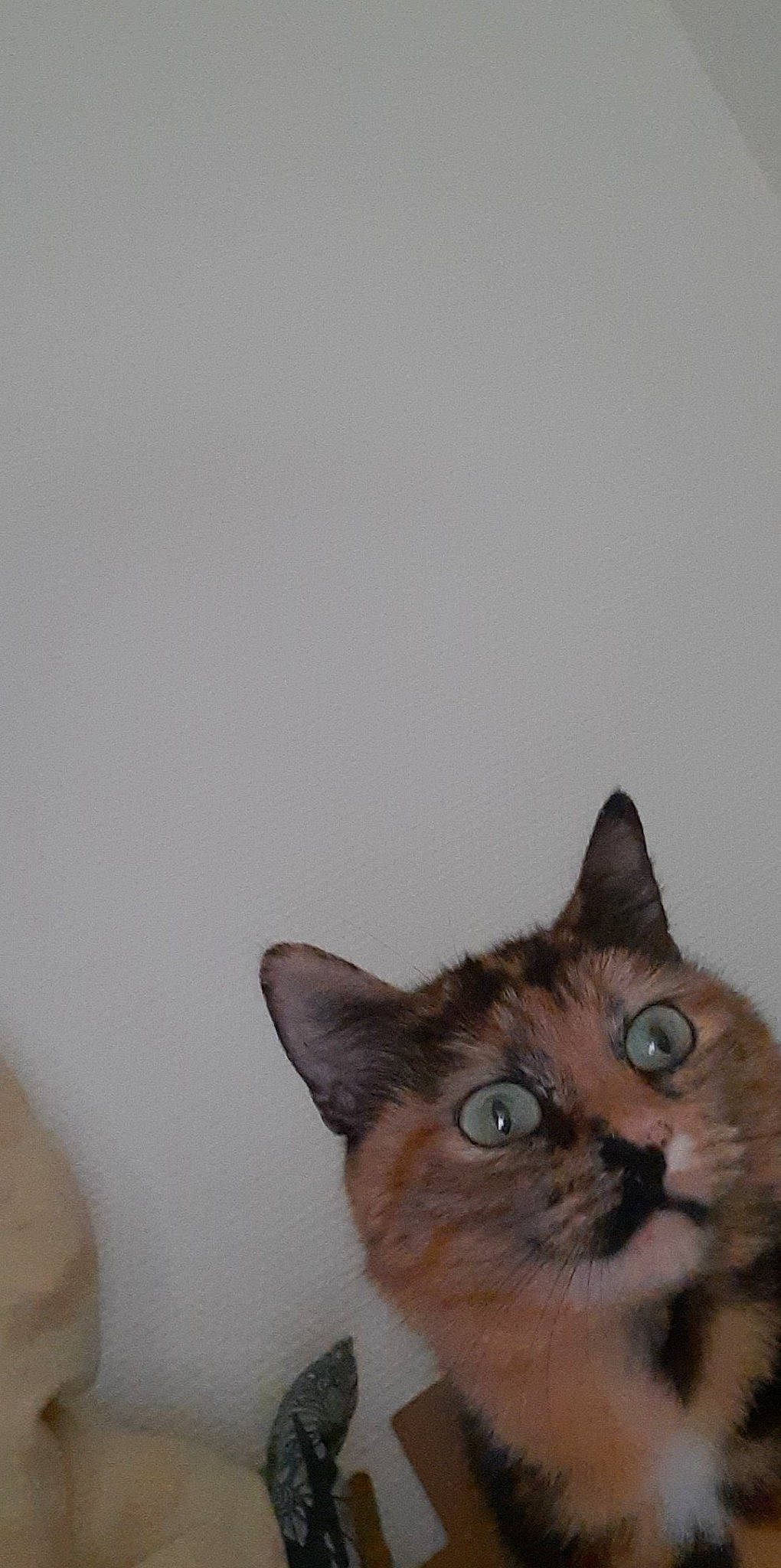 Marbrée a rejoint le concours — aidez-le/la à gagner de superbes lots ! carnivore, cat, domestic_short_haired_cat, door, fawn, felidae, fur, paw, small_to_medium_sized_cats, tail, whiskers, wood