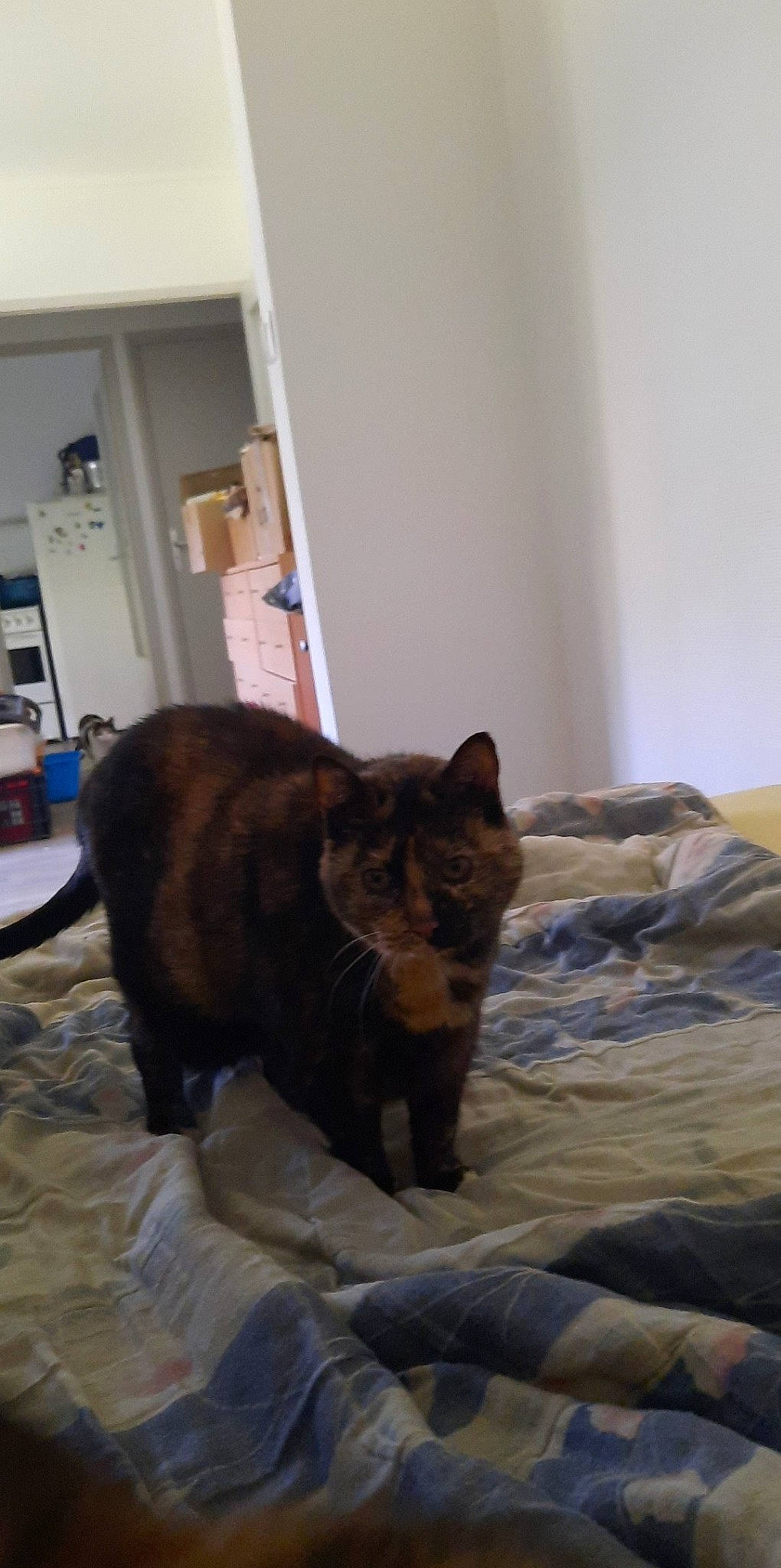 Tartine a rejoint le concours — aidez-le/la à gagner de superbes lots ! bedding, carnivore, cat, comfort, domestic_short_haired_cat, fawn, felidae, floor, flooring, fur, hardwood, linens, liver, room, shelf, small_to_medium_sized_cats, tail, terrestrial_animal, whiskers, wood