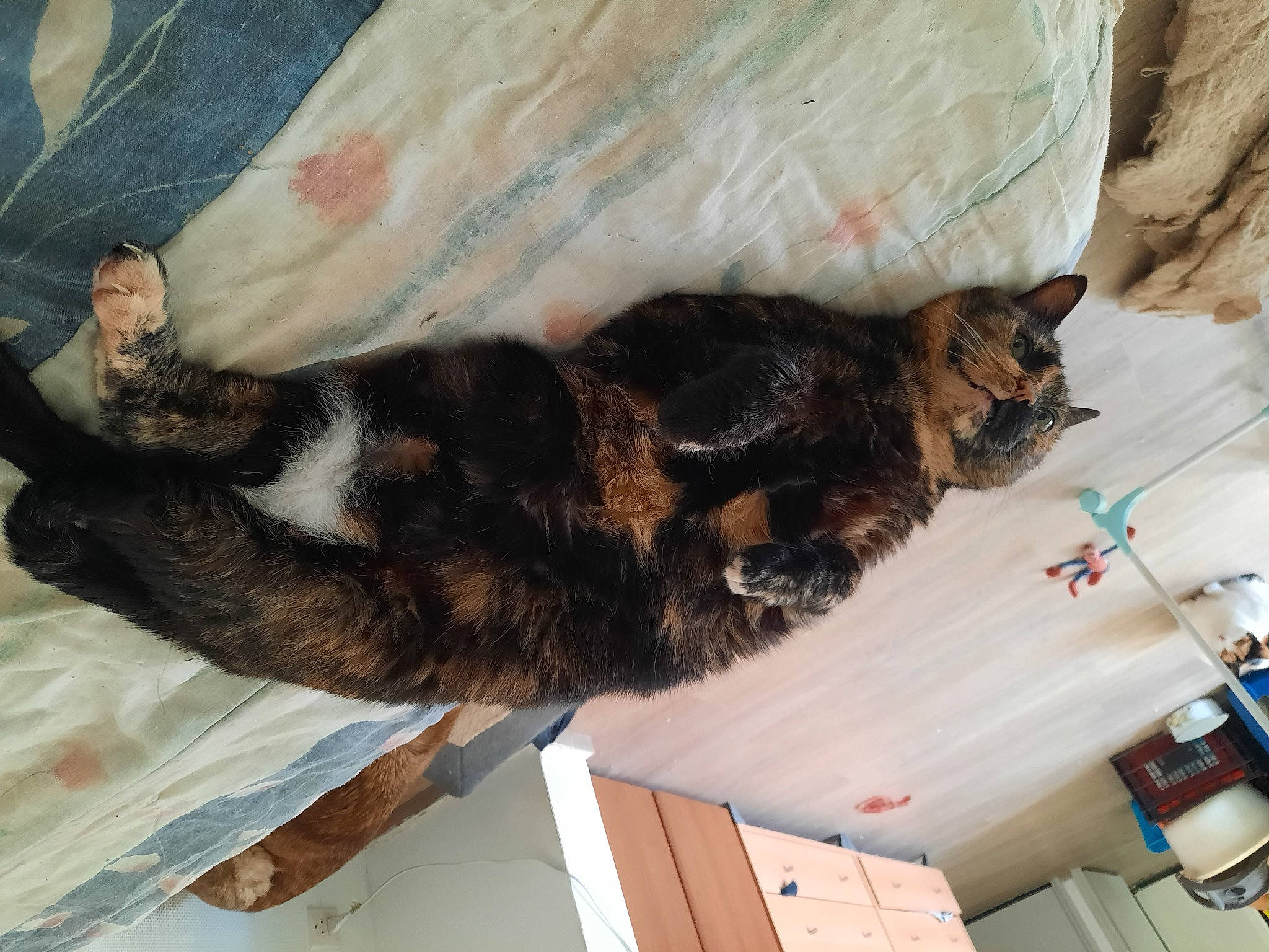 Tartine a rejoint le concours — aidez-le/la à gagner de superbes lots ! brown, canidae, carnivore, cat, claw, comfort, dog_breed, domestic_short_haired_cat, felidae, fur, mammal, room, small_to_medium_sized_cats, sporting_group, tail, whiskers, window, wood