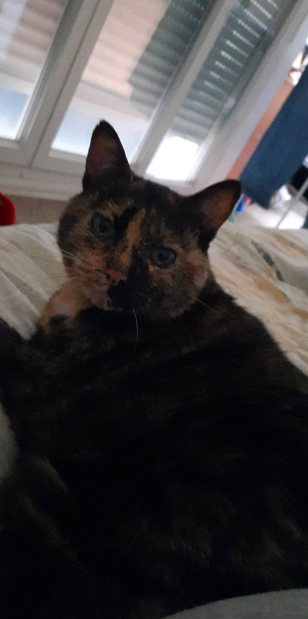 Tartine a rejoint le concours — aidez-le/la à gagner de superbes lots ! carnivore, cat, comfort, domestic_short_haired_cat, door, fawn, felidae, flooring, fur, small_to_medium_sized_cats, snout, tail, terrestrial_animal, whiskers, wood