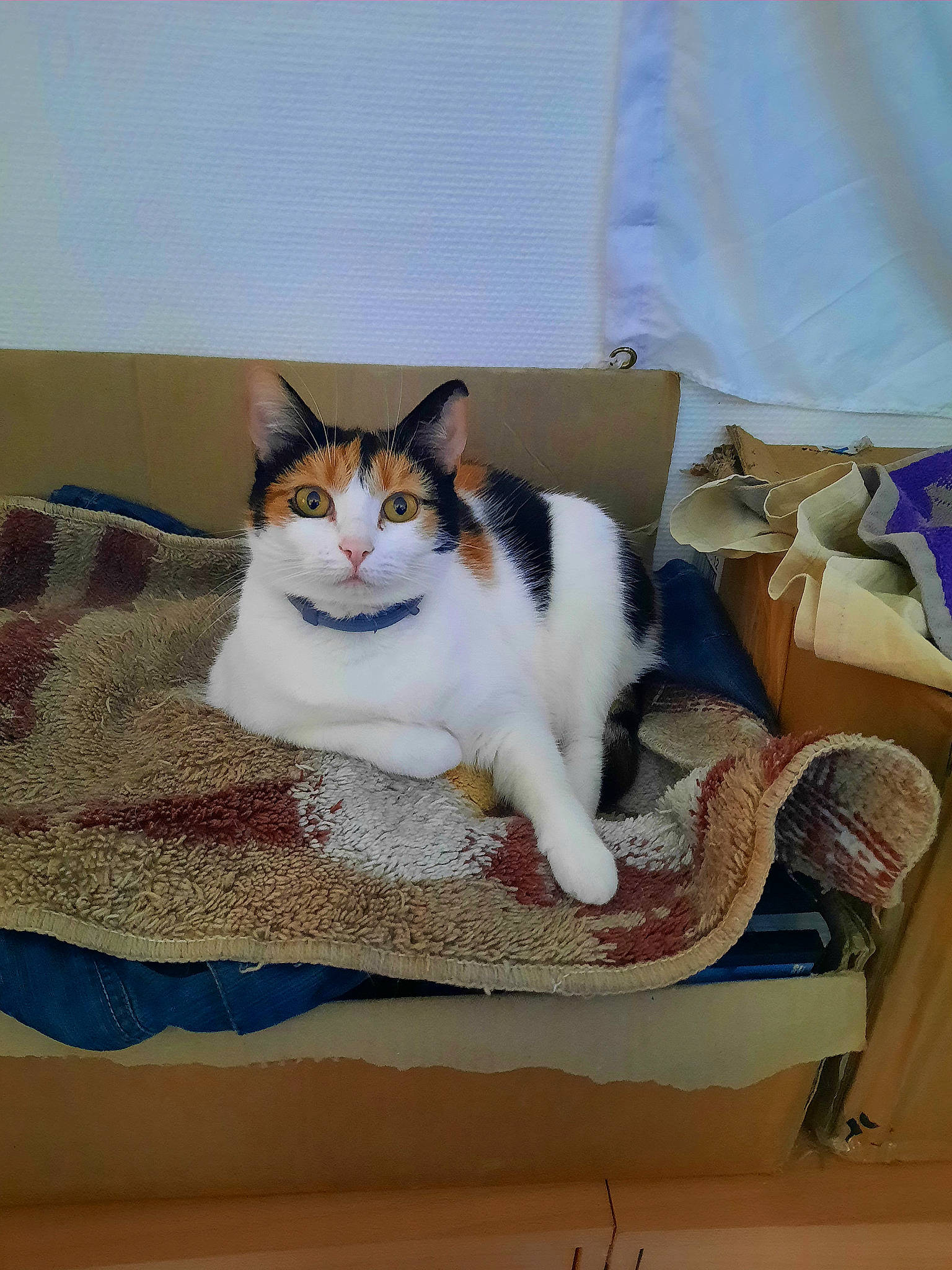 Lorette participe au concours pour gagner de l'argent avec cette photo : box, carnivore, cat, cat_supply, comfort, domestic_short_haired_cat, felidae, flooring, fur, hardwood, linens, pattern, paw, pet_supply, sitting, small_to_medium_sized_cats, tail, textile, whiskers, wood