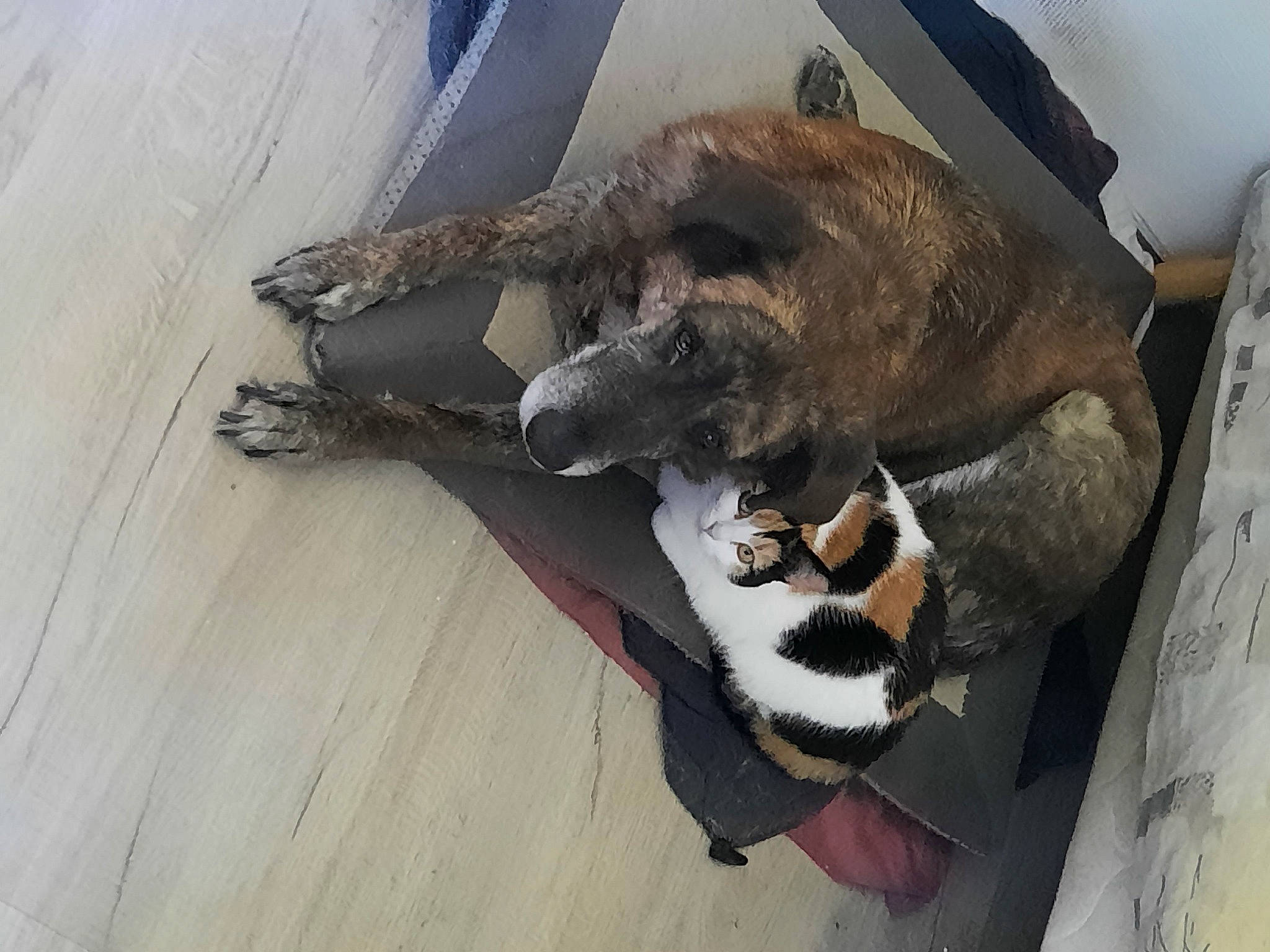 Lorette participe au concours pour gagner de l'argent avec cette photo : canidae, carnivore, cat, comfort, dog_breed, fawn, felidae, flooring, fur, grey, hardwood, hide, small_to_medium_sized_cats, sporting_group, tail, terrestrial_animal, whiskers, wood, wood_flooring, working_animal