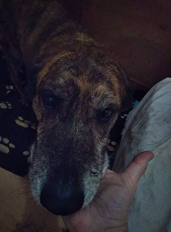 Mj participe au concours pour gagner de l'argent avec cette photo : canidae, carnivore, cimarron_uruguayo, companion_dog, dog, dog_breed, fur, guard_dog, sporting_group, street_dog, terrestrial_animal, whiskers, working_animal