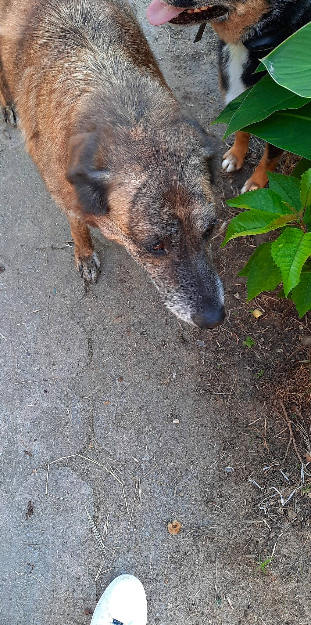 Mj a rejoint le concours — aidez-le/la à gagner de superbes lots ! canidae, carnivore, dog, dog_breed, fawn, plant, road_surface, snout, soil, sporting_group, terrestrial_animal, wildlife