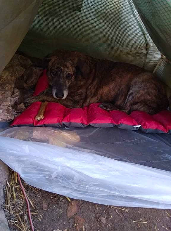 Mj a rejoint le concours — aidez-le/la à gagner de superbes lots ! bed, bed_sheet, bedding, canidae, carnivore, comfort, companion_dog, dog, dog_breed, dog_supply, fur, gun_dog, linens, liver, nap, sleep, sporting_group, tail, terrestrial_animal, wood