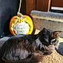 cat, black_cat, feline, pet, indoor, sunlight, woven_mat, carpet, decorative_pumpkin, yellow_eyes, fur, relaxed, cozy, home, animal, resting, close_up, texture, soft_light, background