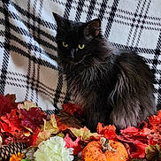 Starfire is registered to the contest to win money with this photo: cat, black_cat, autumn, fall_leaves, pumpkin, pine_cone, flower, plaid_blanket, cozy, indoor, yellow_eyes, fluffy_fur, decor, seasonal, festive, orange, red, green, nature, still_life