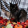 cat, black_cat, autumn, fall_leaves, pumpkin, pine_cone, flower, plaid_blanket, cozy, indoor, yellow_eyes, fluffy_fur, decor, seasonal, festive, orange, red, green, nature, still_life