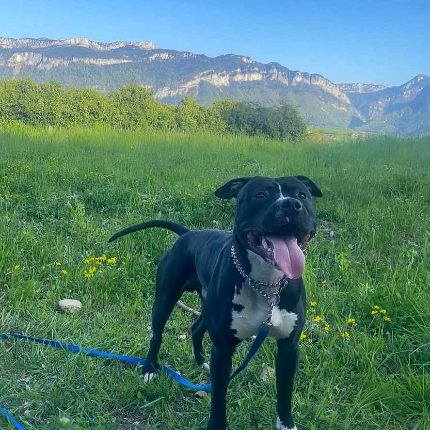 Tyson