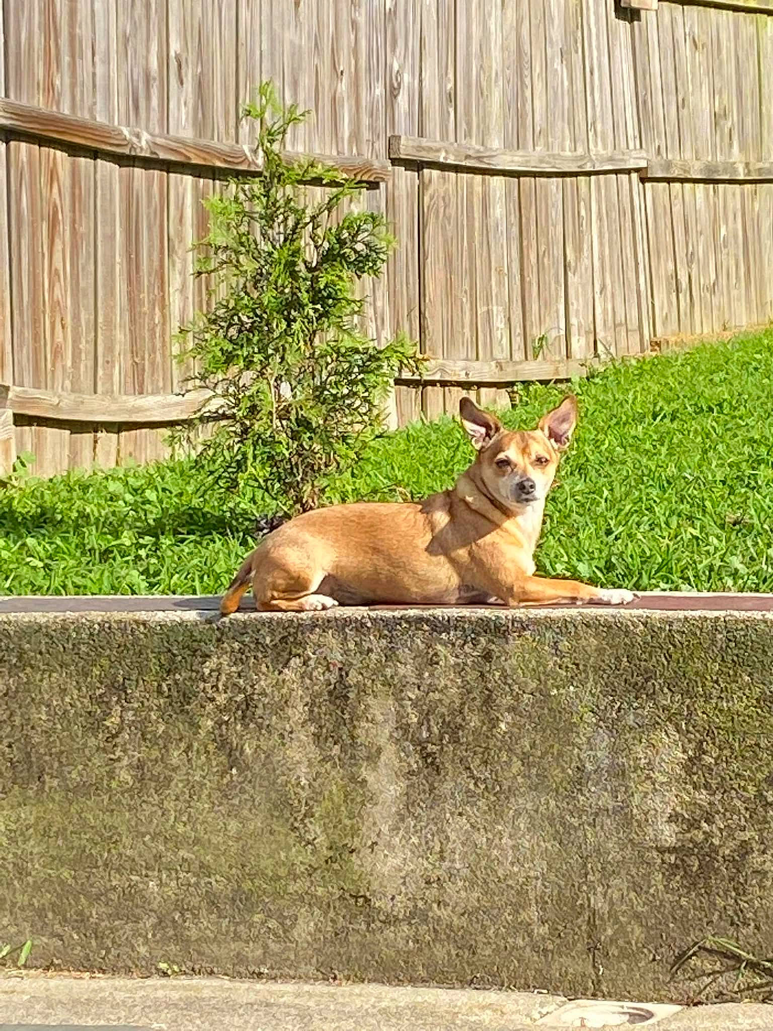 Hatter is registered to the contest to win money with this photo: brick, carnivore, companion_dog, dog, dog_breed, fawn, felidae, fence, grass, liver, pet_supply, plant, small_to_medium_sized_cats, snout, tail, terrestrial_animal, wall, whiskers, wood, working_animal