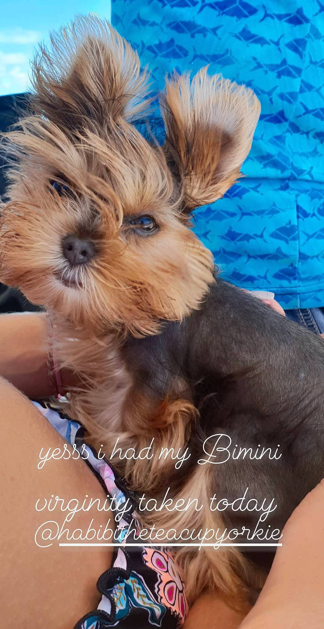 Bibi is registered to the contest to win money with this photo: biewer_terrier, canidae, carnivore, companion_dog, dog, dog_breed, dog_supply, fawn, fur, liver, photo_caption, photography, small_terrier, snout, sporting_group, terrier, toy_dog, working_animal, yorkipoo, yorkshire_terrier