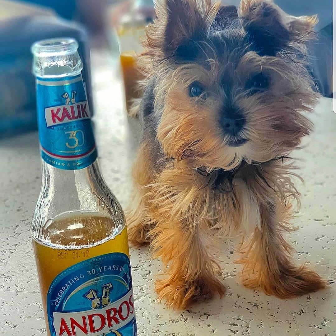 Bibi joined the competition — help win amazing prizes! alcoholic_beverage, beer, beer_bottle, bottle, carbonated_soft_drinks, carnivore, companion_dog, distilled_beverage, dog, dog_breed, dog_supply, drink, drinkware, glass_bottle, liquid, liver, small_terrier, toy_dog, wheat_beer, working_animal