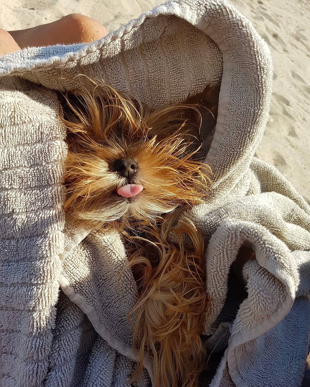 Bibi joined the competition — help win amazing prizes! art, carnivore, cg_artwork, companion_dog, costume_hat, fashion_accessory, fashion_design, fawn, feather, felidae, fur, hat, headpiece, liver, mask, small_to_medium_sized_cats, snout, sunglasses, terrestrial_animal, whiskers