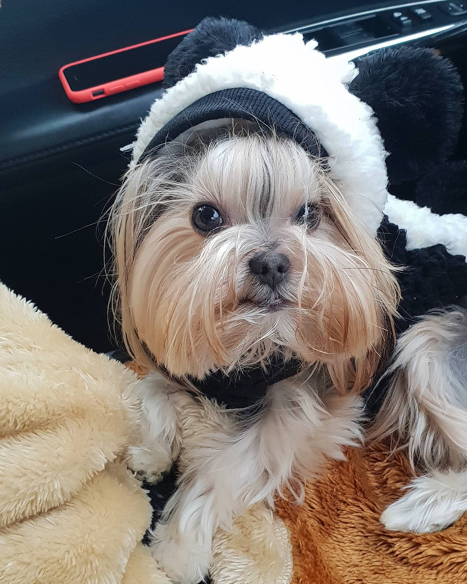 Bibi is registered to the contest to win money with this photo: biewer_terrier, canidae, carnivore, companion_dog, dog, dog_breed, dog_collar, fur, liver, puppy, puppy_love, shih_poo, shih_tzu, small_terrier, snout, sporting_group, terrier, toy_dog, working_animal, yorkipoo