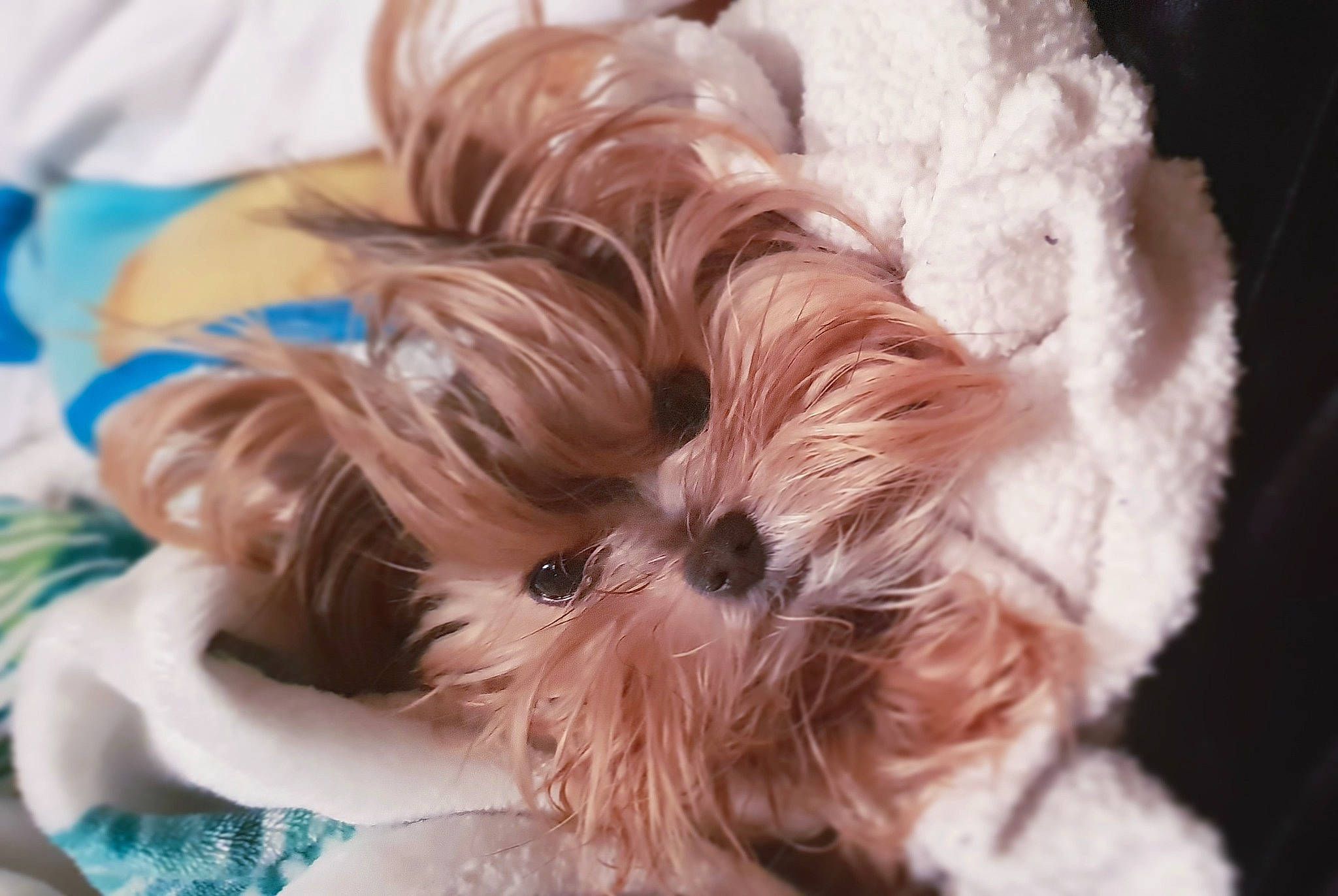 Bibi is registered to the contest to win money with this photo: canidae, carnivore, comfort, companion_dog, dog, dog_breed, dog_supply, ear, eye, fawn, fur, hair, liver, shih_tzu, snout, sporting_group, terrier, toy_dog, whiskers, working_animal