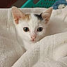 kitten, cat, pet, animal, white, fur, ears, eyes, towel, cozy, cute, indoor, closeup, portrait, young, small, resting, soft, comfort, curious
