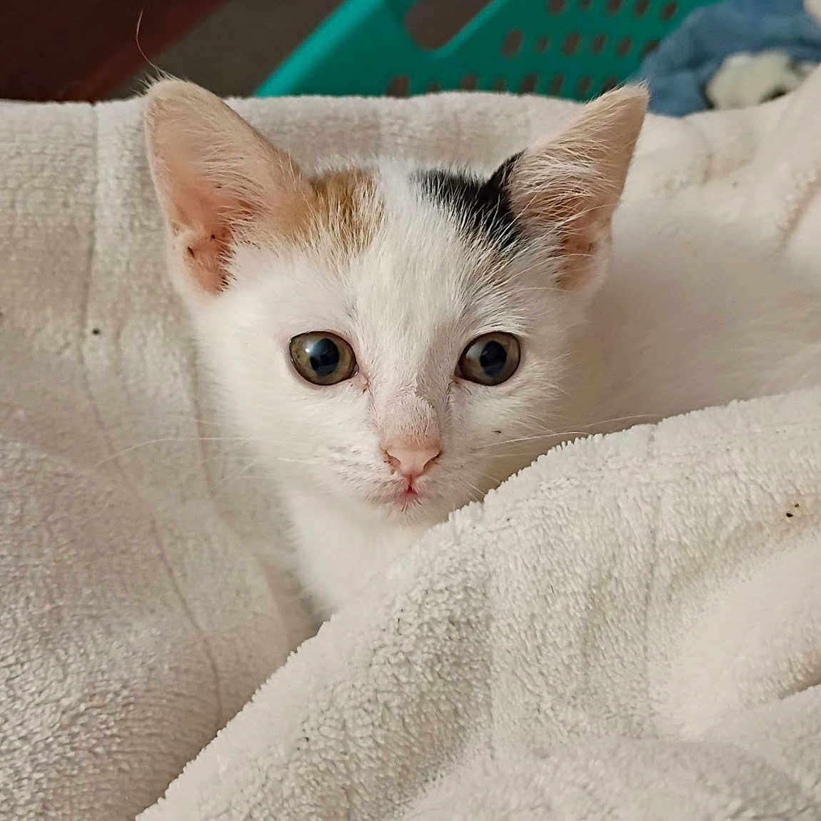 Dottie West joined the competition — help win amazing prizes! kitten, cat, pet, animal, white, fur, ears, eyes, towel, cozy, cute, indoor, closeup, portrait, young, small, resting, soft, comfort, curious