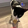 Burger is registered to the contest to win money with this photo: cat, black_and_white_cat, pet, indoor, hardwood_floor, human_hand, lollipop, heart_shape, whiskers, nose, paws, shadow, flooring, water_fountain, bowl, curiosity, close_up, playing, nail_polish, domestic