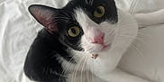Burger is registered to the contest to win money with this photo: cat, tuxedo_cat, pet, whiskers, yellow_eyes, pink_nose, collar, bell, white_sheets, bed, fur, ears, paws, portrait, closeup, indoor, curious, laying, looking_up, sleepy