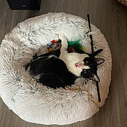 Burger joined the competition — help win amazing prizes! cat, tuxedo_cat, pet_bed, fluffy, feather_toy, wood_floor, sock, human_foot, basket, speaker, cable, indoor, cozy, resting, looking_up, play_wand, black_and_white, paws, whiskers, home_decor