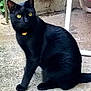 black_cat, cat, animal, pet, outdoor, yellow_eyes, feline, sitting, concrete, wall, metal_furniture, curious, alert, whiskers, tail, ear, collar, domestic_cat, close_up, daylight