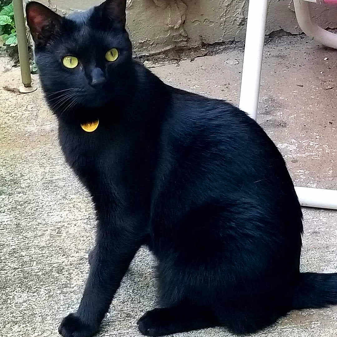 Loki Lucian joined the competition — help win amazing prizes! alert, animal, black_cat, cat, close_up, collar, concrete, curious, daylight, domestic_cat, ear, feline, metal_furniture, outdoor, pet, sitting, tail, wall, whiskers, yellow_eyes