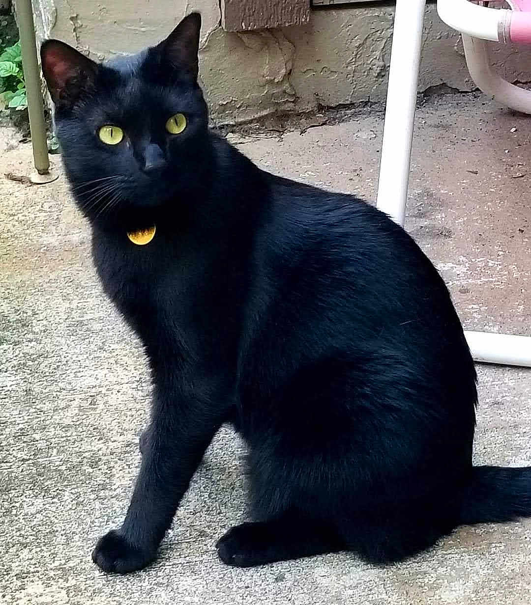 Loki Lucian joined the competition — help win amazing prizes! black_cat, cat, animal, pet, outdoor, yellow_eyes, feline, sitting, concrete, wall, metal_furniture, curious, alert, whiskers, tail, ear, collar, domestic_cat, close_up, daylight