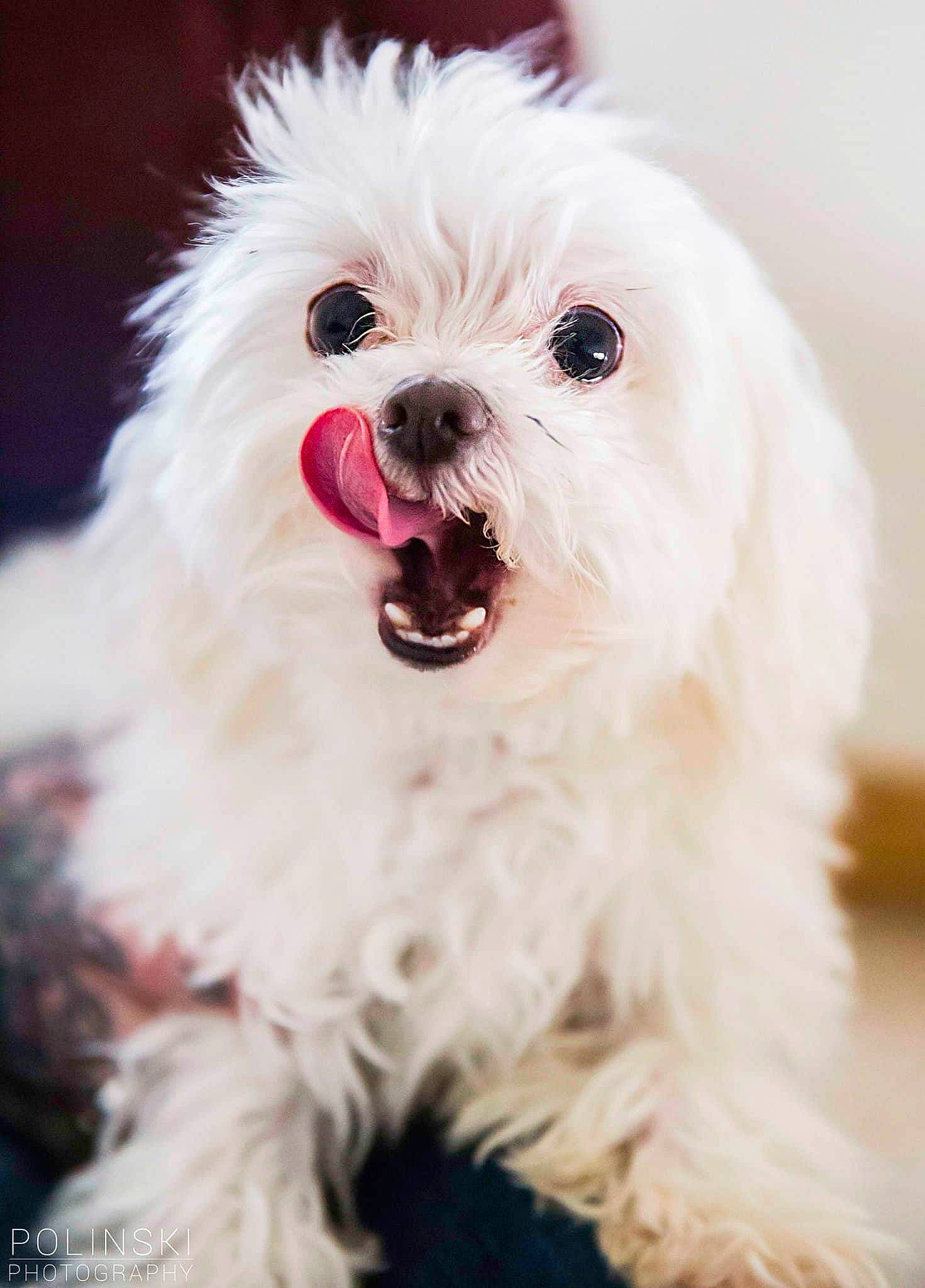Achilles joined the competition — help win amazing prizes! bichon, bolognese, bolonka, canidae, carnivore, chinese_imperial_dog, companion_dog, dog, dog_breed, havanese, lowchen, maltepoo, maltese, mammal, non_sporting_group, nose, puppy, snout, toy_dog, vertebrate
