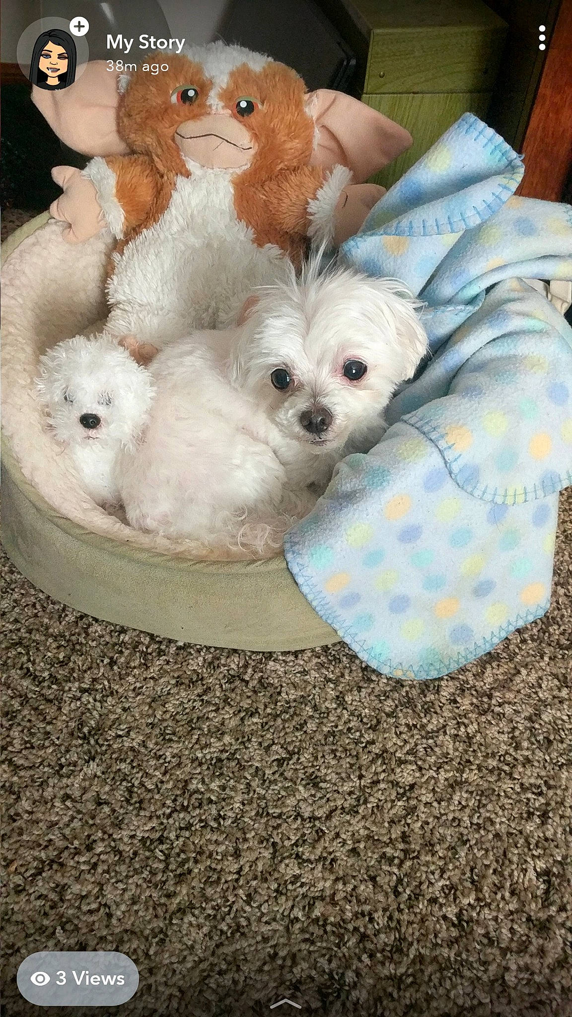 Achilles is registered to the contest to win money with this photo: bichon, bolognese, bolonka, canidae, carnivore, cavachon, cavapoo, companion_dog, coton_de_tulear, dog, dog_breed, havanese, mal_shi, maltepoo, maltese, mammal, puppy, puppy_love, schnoodle, toy_poodle