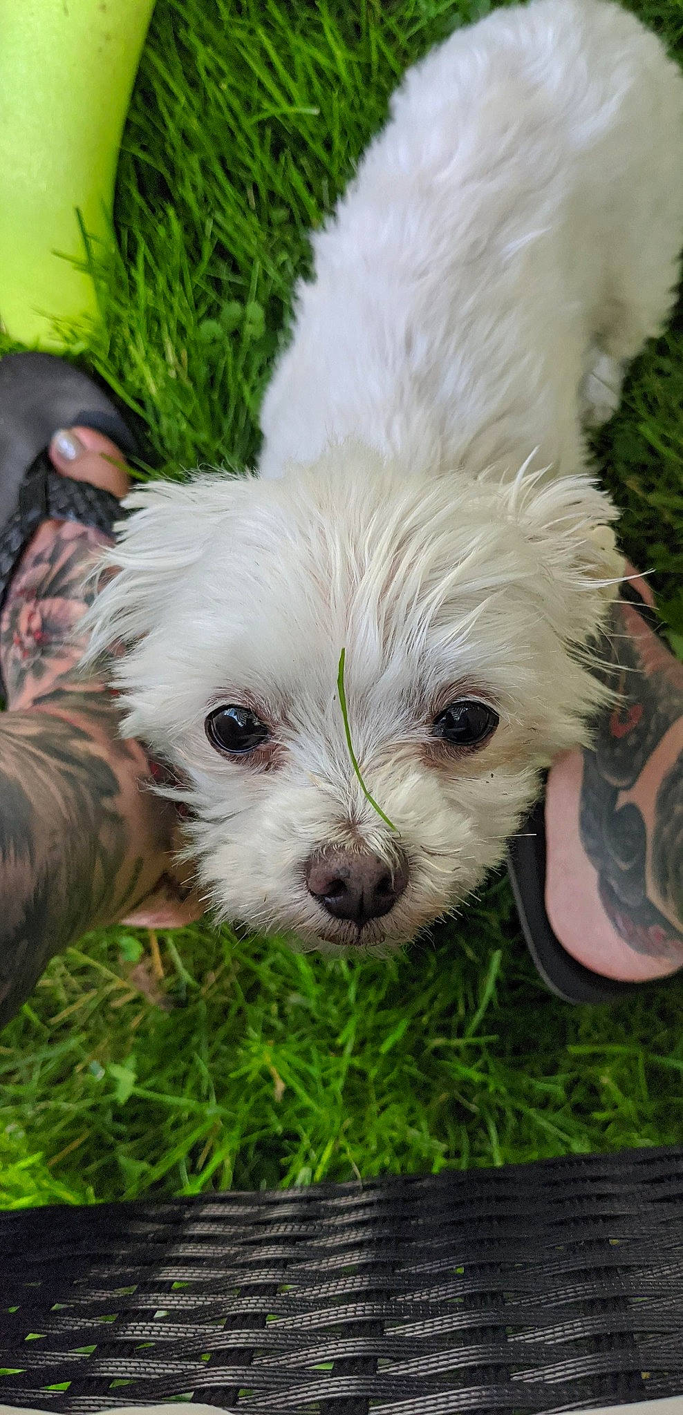 Achilles joined the competition — help win amazing prizes! bolonka, canidae, carnivore, chinese_crested_dog, chinese_imperial_dog, companion_dog, dog, dog_breed, havanese, maltepoo, maltese, mammal, morkie, puppy, rare_breed_dog, sporting_lucas_terrier, terrier, toy_dog, vertebrate, west_highland_white_terrier