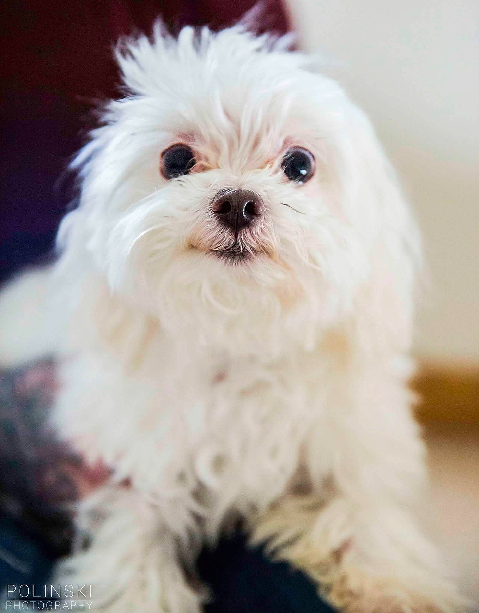 Achilles is registered to the contest to win money with this photo: bichon, bolognese, bolonka, canidae, carnivore, chinese_imperial_dog, companion_dog, dog, dog_breed, havanese, lowchen, maltepoo, maltese, mammal, puppy, rare_breed_dog, shih_tzu, snout, toy_dog, vertebrate