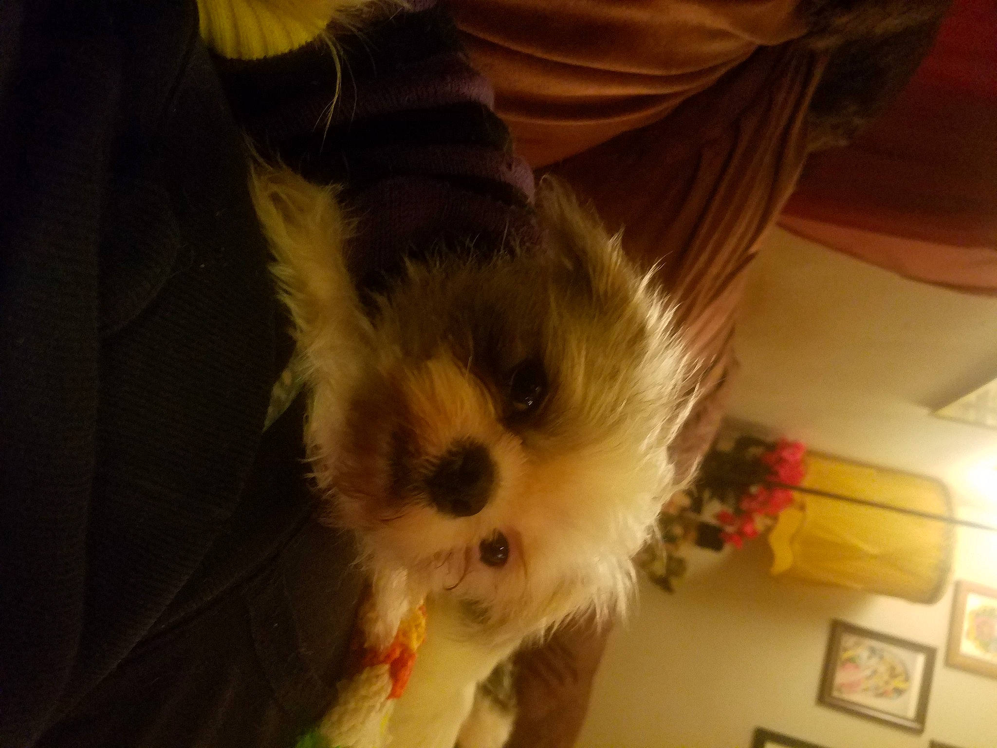 Sweetpea joined the competition — help win amazing prizes! canidae, carnivore, companion_dog, dog, dog_breed, fawn, fur, kitten, non_sporting_group, puppy, small_terrier, snout, terrier, toy_dog