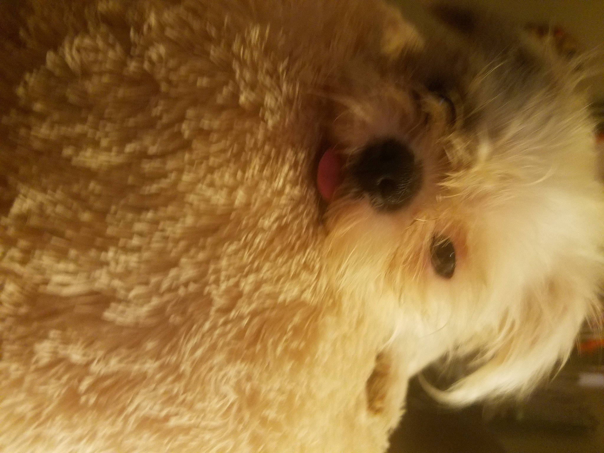 Sweetpea is registered to the contest to win money with this photo: canidae, carnivore, close_up, companion_dog, dog, dog_breed, fawn, fur, non_sporting_group, small_terrier, snout, sporting_group, stuffed_toy, teddy_bear, terrier, toy_dog, working_animal