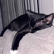 Max is registered to the contest to win money with this photo: cat, black_cat, white_paws, sleeping, resting, couch, gray_couch, indoor, furniture, pet, animal, cozy, relaxed, mammal, feline, domestic_cat, home, nap, soft_texture, blurred_background