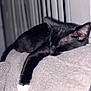 cat, black_cat, white_paws, sleeping, resting, couch, gray_couch, indoor, furniture, pet, animal, cozy, relaxed, mammal, feline, domestic_cat, home, nap, soft_texture, blurred_background