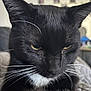 Max joined the competition — help win amazing prizes! cat, black_cat, white_whiskers, close_up, pet, animal, feline, whiskers, yellow_eyes, indoor, resting, fur, soft_surface, portrait, cute, mammal, domestic_cat, animal_face, focused, blurred_background
