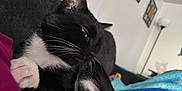 Max is registered to the contest to win money with this photo: cat, tuxedo_cat, black_and_white, whiskers, close_up, pet, indoor, couch, furniture, living_room, relaxing, fur, animal, paw, cozy, domestic_cat, resting, household, mammal, portrait